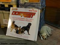 Imagine atasata: Dogfest - 2014.09.19 - 02.jpg